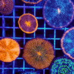 Cycloseris spp. (Premium) | L