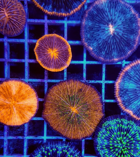 Cycloseris spp. (Premium) | L