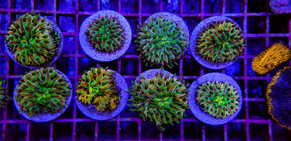 Cycloseris spp. (Rainbow) | S