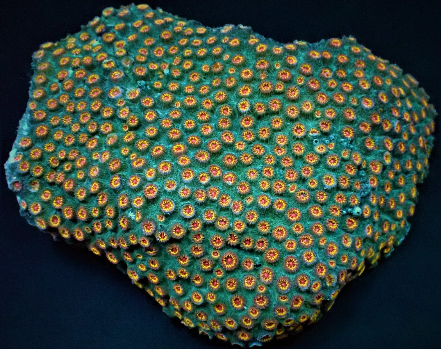 Cyphastrea spp. (Ultra) | XL