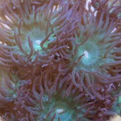 Duncanopsammia axifuga (4 polyps)