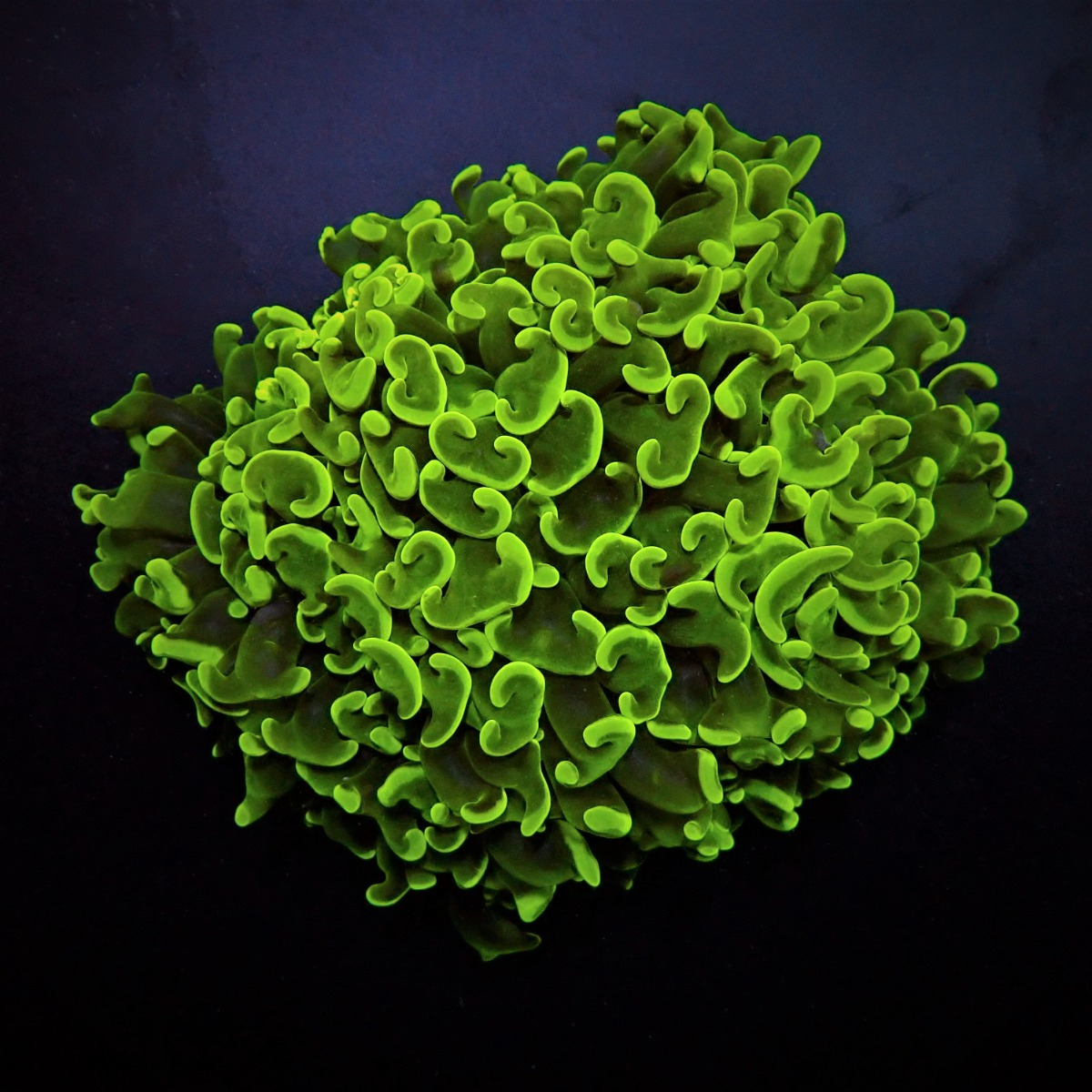 Euphyllia ancora (Green) (Premium) | M