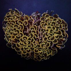 Euphyllia ancora (Orange-Yellow)