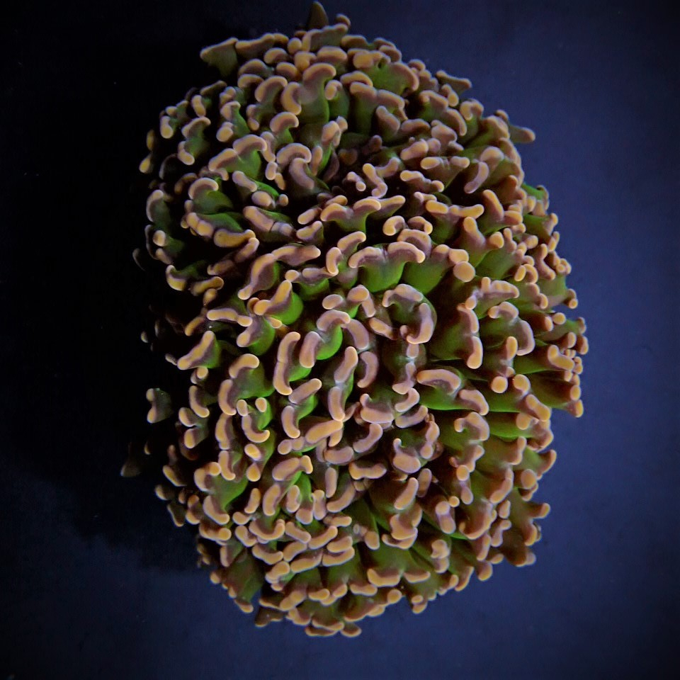 Euphyllia ancora (Tricolor)