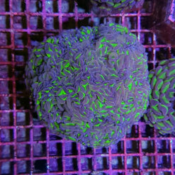 Euphyllia ancora (Two Tone) | M