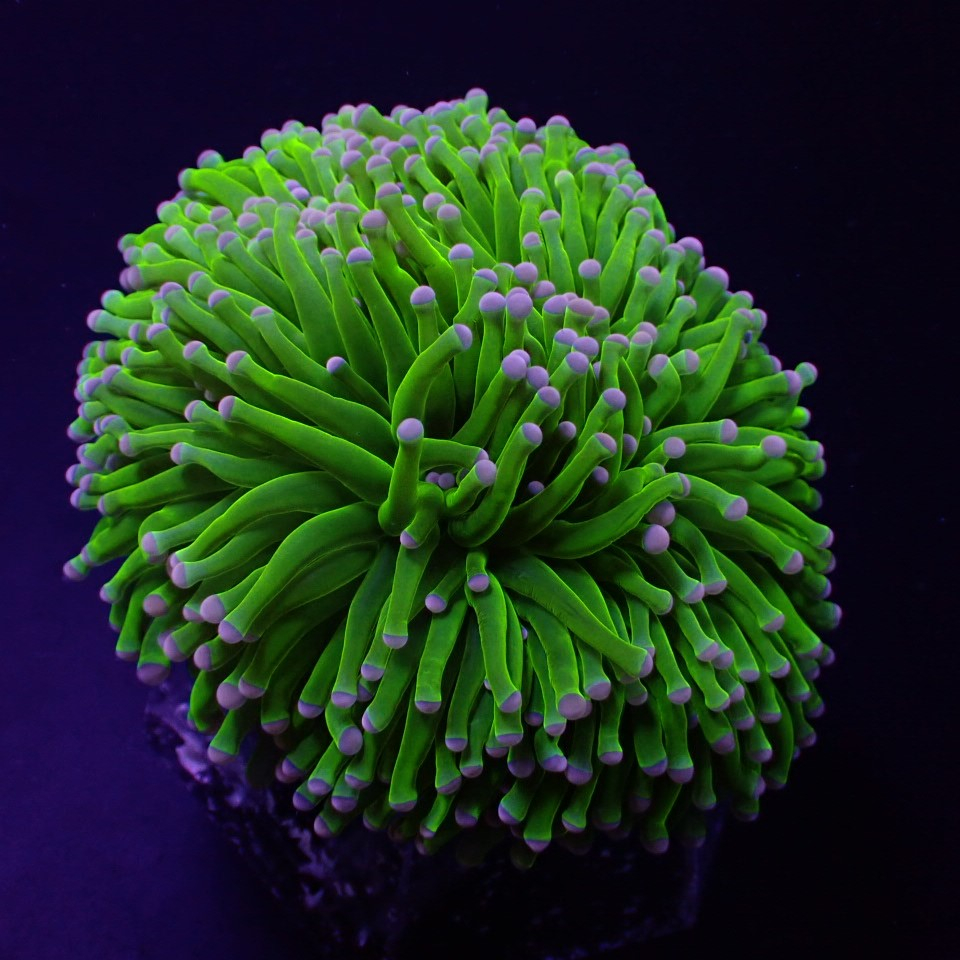 Euphyllia cristata (Super Ultra) | M