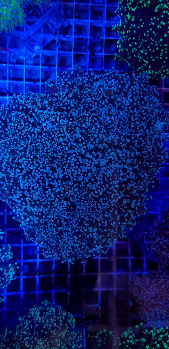 Euphyllia divisa (Common) | S