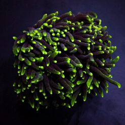 Euphyllia glabrescens (Green) (Premium)