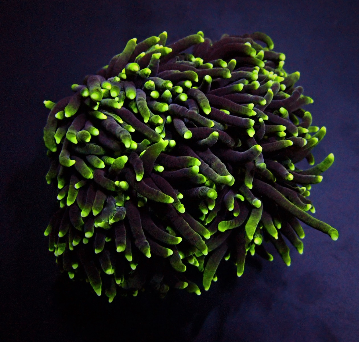 Euphyllia glabrescens (Green) (Premium)