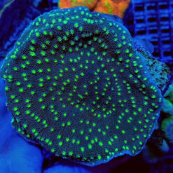 Echinopora lamellosa (Premium) | T