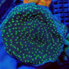 Echinopora lamellosa (Premium) | S