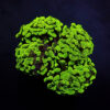 Euphyllia paraancora (Green) (Ultra) | S
