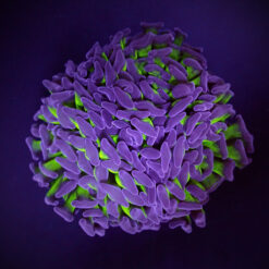 Euphyllia paraancora (Two Tone) | S