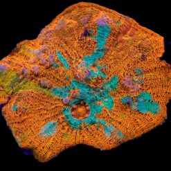 Echinophyllia spp. (Ultra) | T