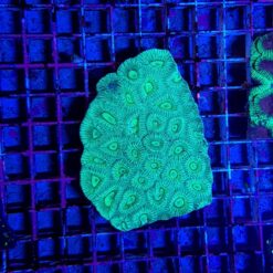 Favia spp. (Green) | M