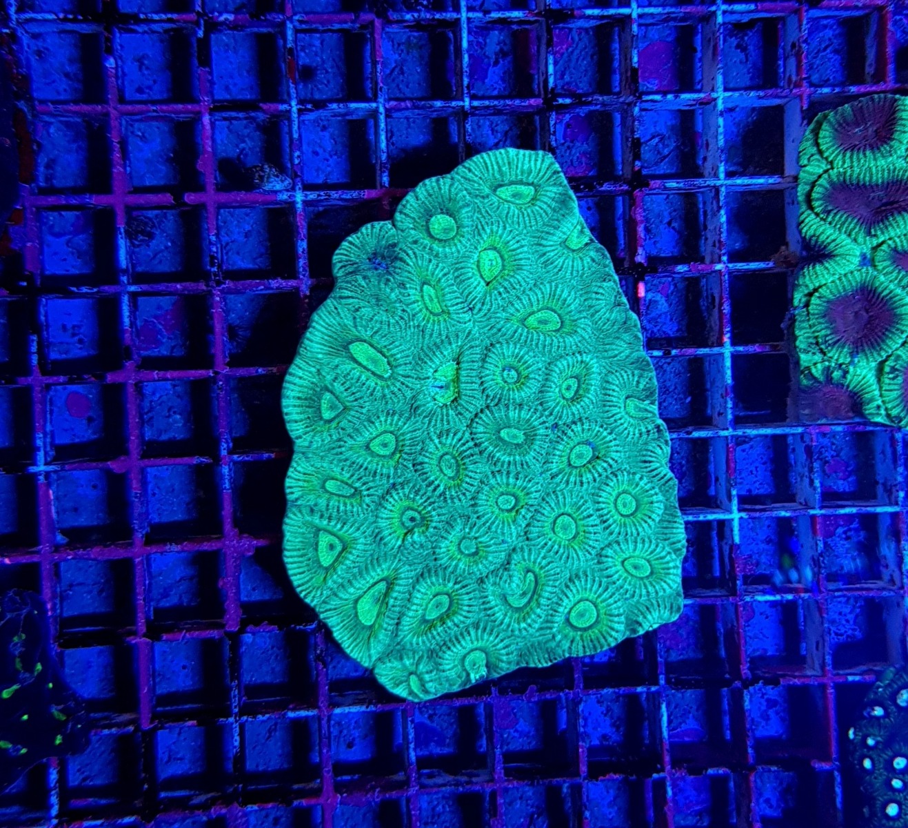 Favia spp. (Green) | M