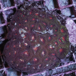 Favia spp. (Red) | L