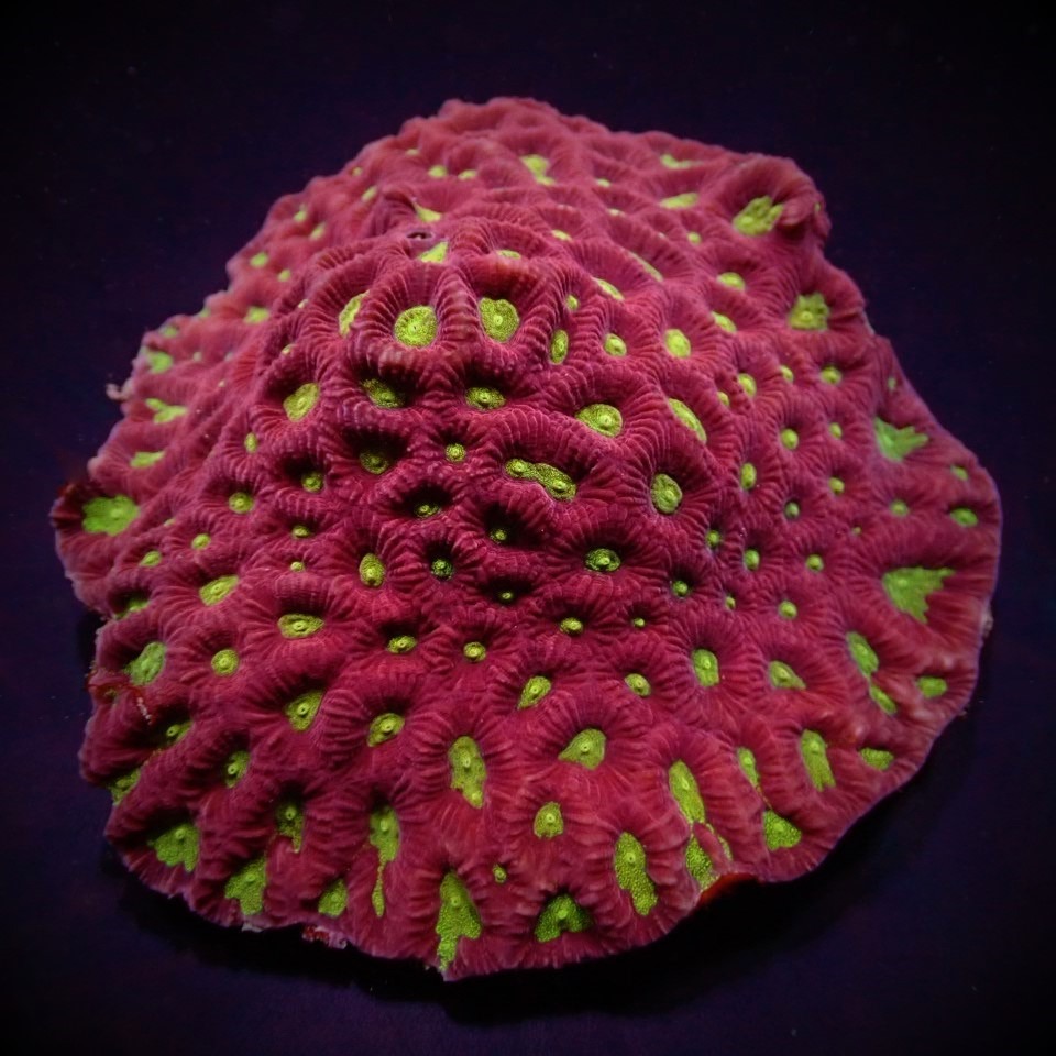 Favites spp. (Red) (Premium) | T