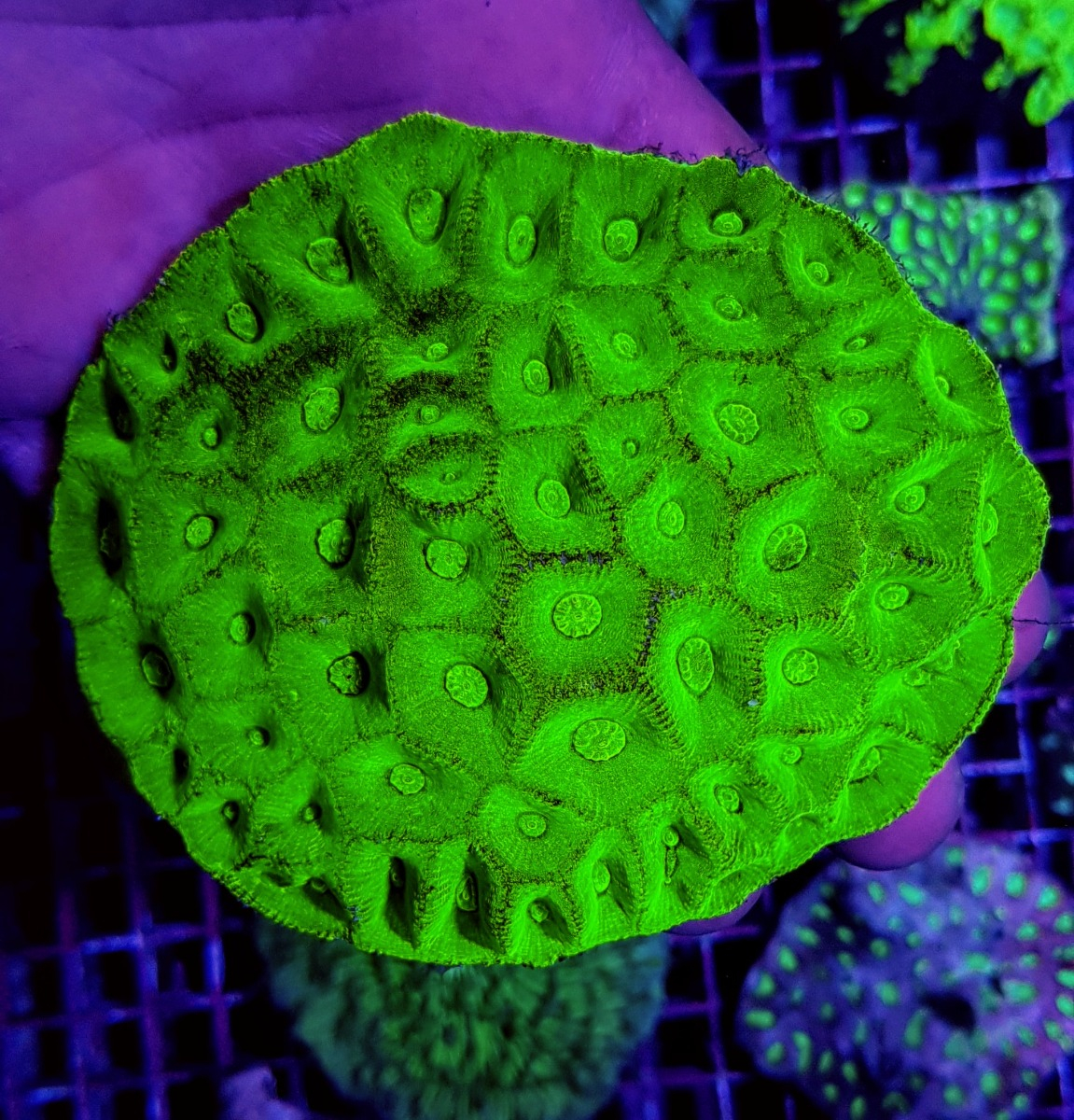 Goniastrea spp. (Green) | XL