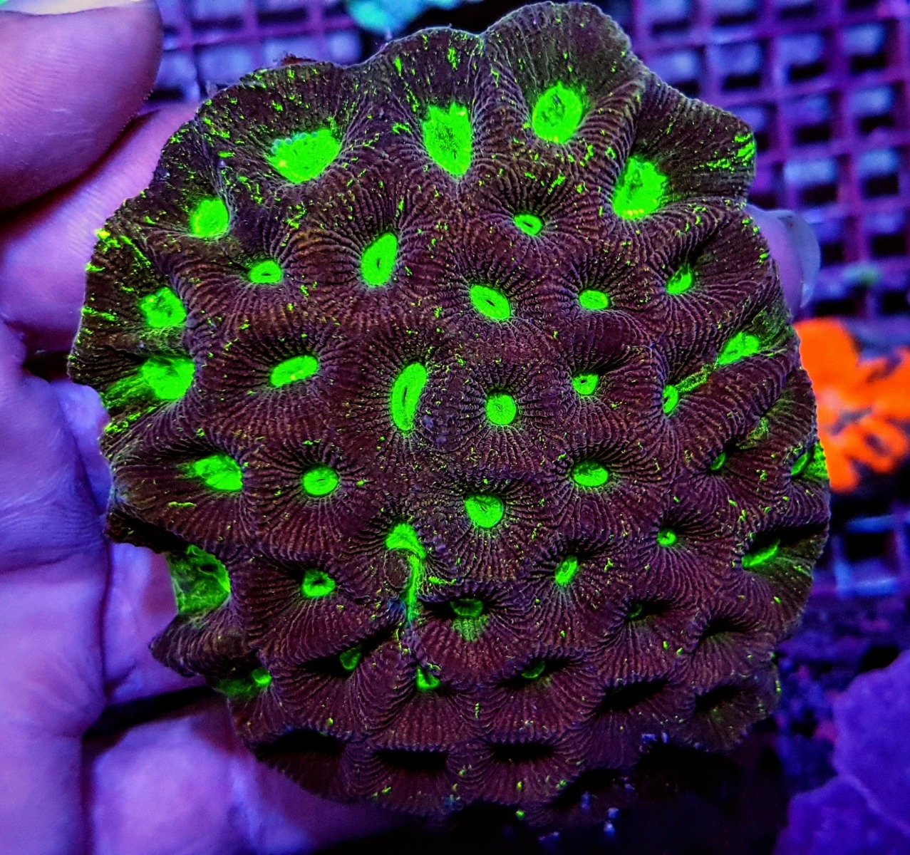 Goniastrea spp. (Premium) | L