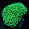 Goniopora spp. (Premium) | T