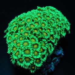 Goniopora spp. (Premium) | T