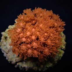 Goniopora spp. (Red) (Premium) | T