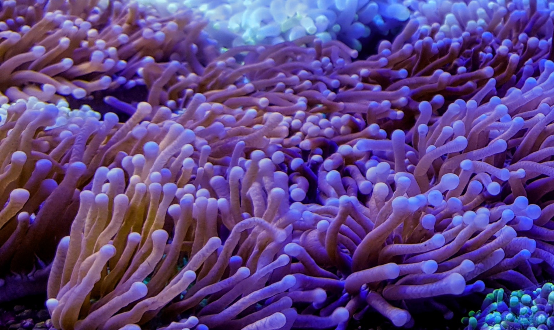 Heliofungia actiniformis (Gold) | S