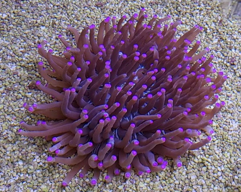 Heliofungia actiniformis (Purple) | XXL
