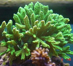 Hydnophora spp. (Green) | T