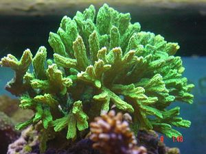 Hydnophora spp. (Green) | T