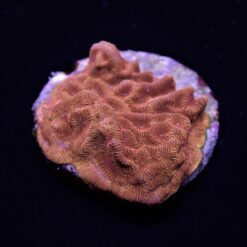 Leptoseris spp. (Premium) | T