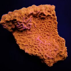 Leptoseris spp. (Ultra)