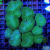 Lobophyllia spp. (Green) | S