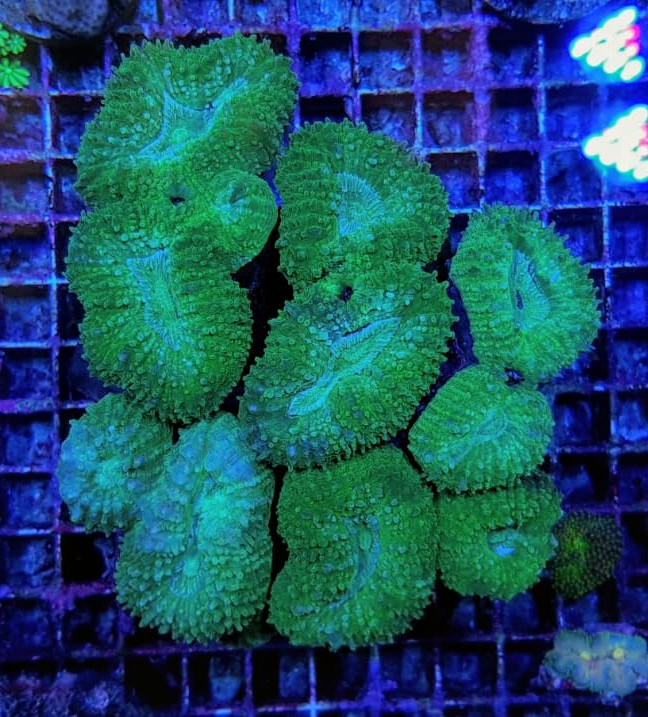 Lobophyllia spp. (Green) | XXXL