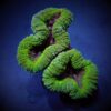 Lobophyllia spp. (Green) (Premium) | XXL