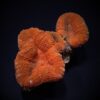 Lobophyllia spp. (Orange-Red) | M