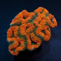 Lobophyllia spp. (Orange-Red) (Premium) | T