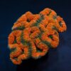 Lobophyllia spp. (Orange-Red) (Premium) | L