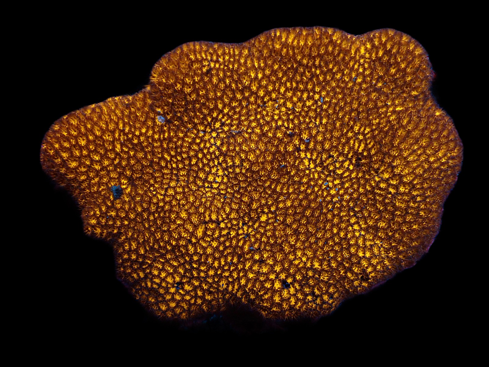 Leptastrea spp. (Premium) | S