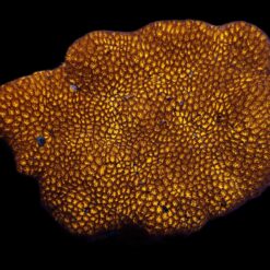 Leptastrea spp. (Premium) | M