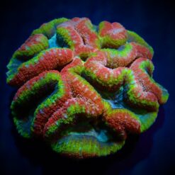 Lobophyllia spp. (Rainbow) | M