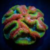 Lobophyllia spp. (Rainbow) | XXL