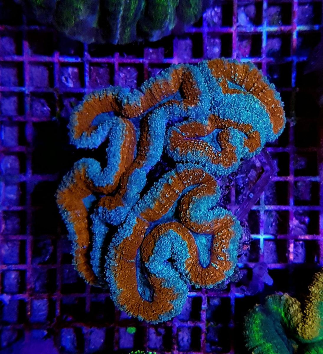 Lobophyllia spp. (Splitcolor) | M