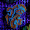 Lobophyllia spp. (Splitcolor) | L