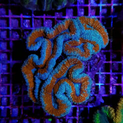Lobophyllia spp. (Splitcolor) | L