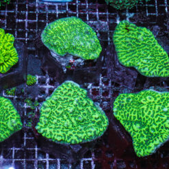 Merulina ampliata (Green) | T