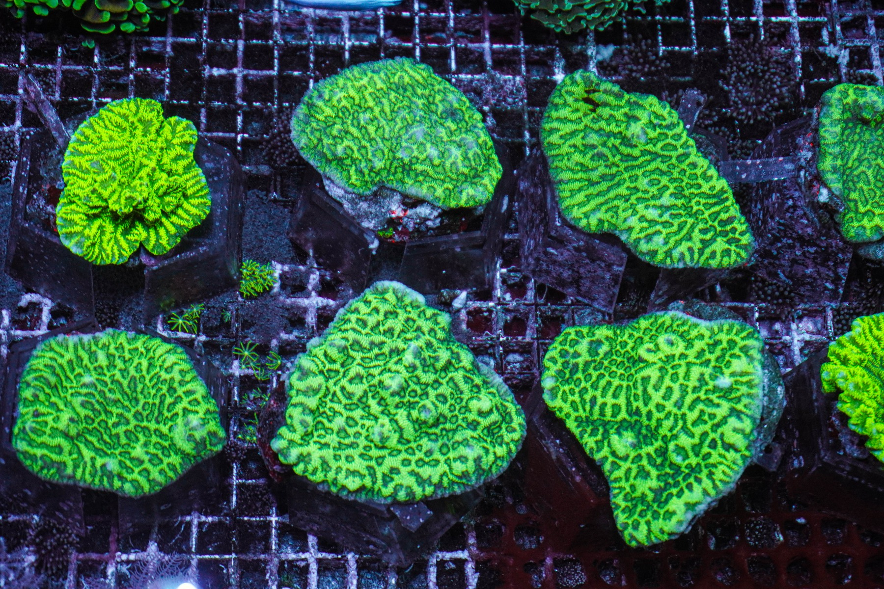 Merulina ampliata (Green) | M