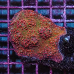 Mycedium spp. (Ultra) | T