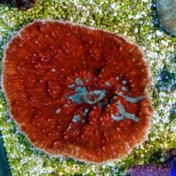 Oxypora spp. (Ultra) | L